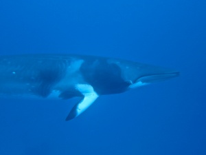 Diving with a Minke Whale
