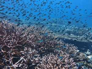 Unbelievable coral life